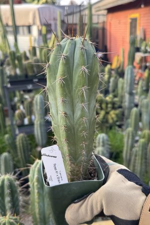 Rosei 1 x Sharxx Blue