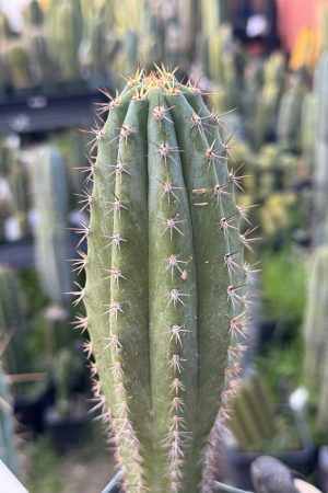 Los Gentiles x Althea