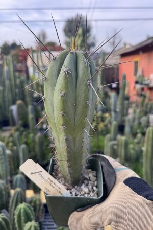 (Psycho0 x Rosei 1) x Sharxx blue