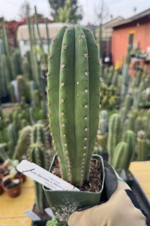 Los Gentiles x (WormZed's)