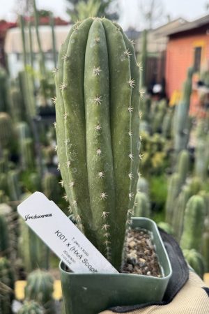 KI01 x Heynes Aaron scop