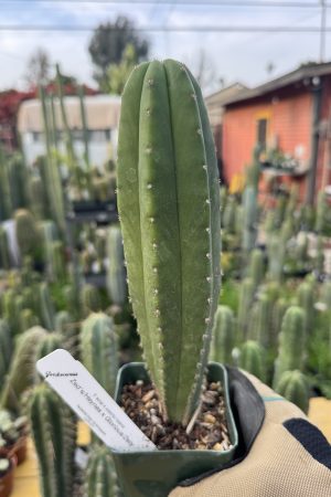 Zed'sHeynes x Glorious/Zelly