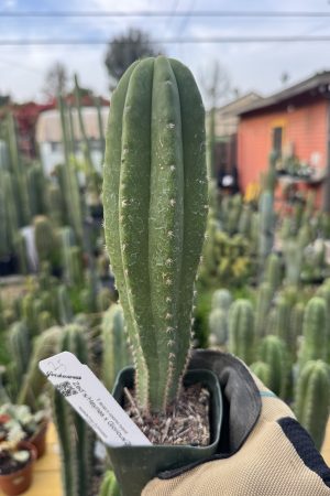 Zed'sHeynes x Glorious/Zelly