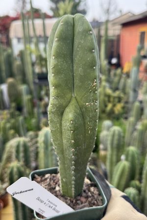 Scop x (Heynes Aaron)