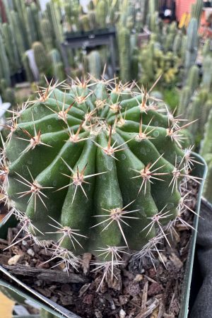 Carry Me Away x KT Event