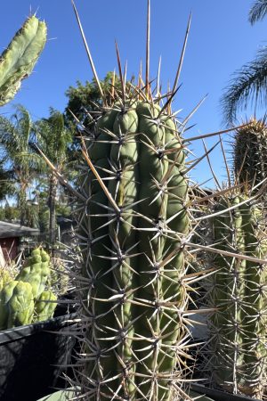 T. chiloensis v. panhoplites