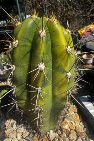 Variegated Dawson's x DSS