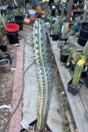 Cereus aethiops
