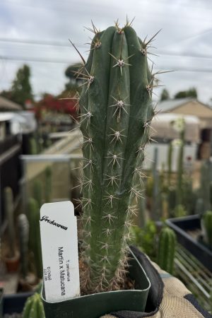Martin x Matucana