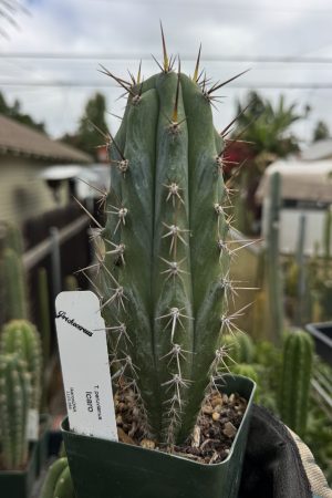Icaro DNA