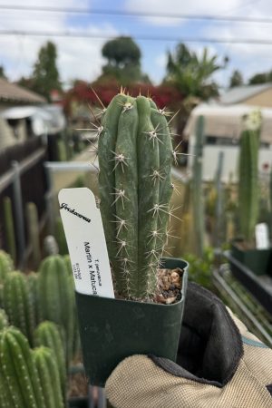Martin x Matucana