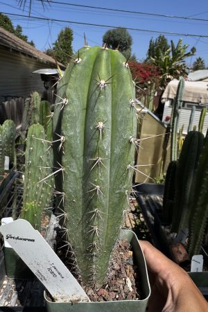 Icaro DNA