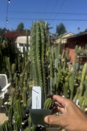 TSS Blue Peru x Oceanside02