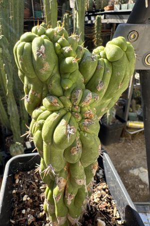 Cleistocactus fieldianus monstrous cristata